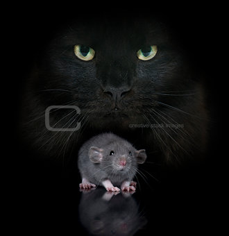 young rat and cat