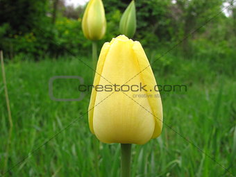 yellow bud of a tulip