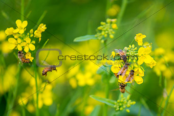 Bees Collecting Honey from the Mustard Flower.