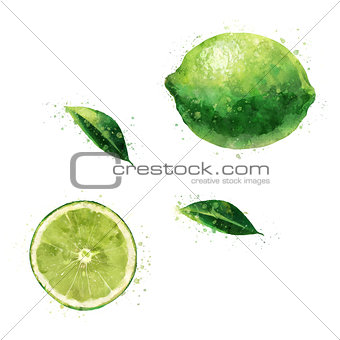 Lime on white background. Watercolor illustration