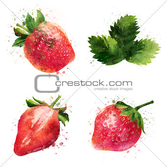 Strawberry on white background. Watercolor illustration