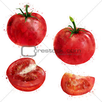 Tomato on white background. Watercolor illustration