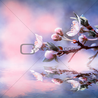Sakura flower cherry blossom