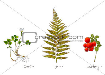 Wild plants hand drawn in color. Oxalis, fern and cowberry. Herbal vector illustration.
