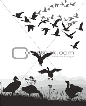 Geese - winged migration