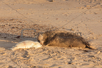 Mother seal and baby seal pup waking on beach
