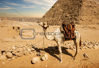 Camel near ruins