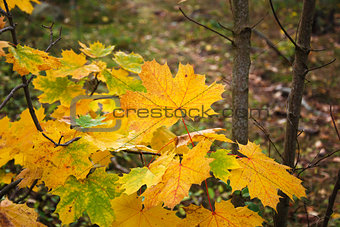 Fall season colored leaves