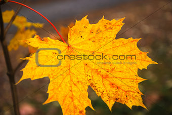 Beautiful colored maple leaf