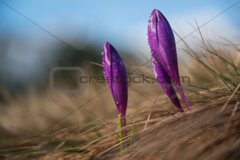 Crocus buds with water drops