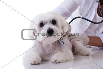 Veterinarian examining a cute maltese dog with a stethoscope on 