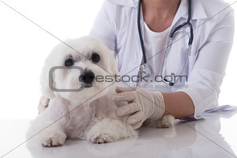 veterinarian examining a cute maltese dog on the table, isolated