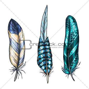 Colorful detailed bird feathers, isolated on white background. Vector illustration.
