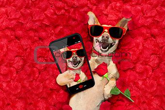 valentines dog   with  rose petals