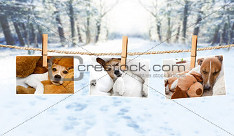 cute photos of dogs on string in winter