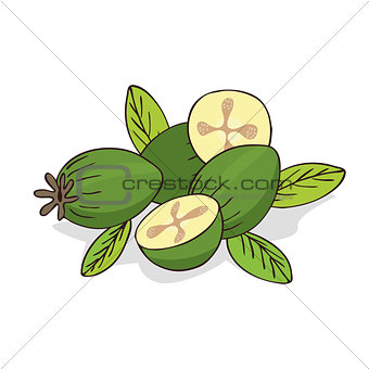 Isolate ripe guava fruits or feijoa