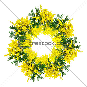 Mimosa flower circlet blossom isolated on white background. Greeting card frame template. Shellow depth . Soft toned