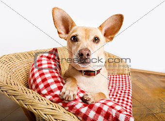 dog resting in bed with blanket