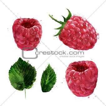 Raspberries on white background. Watercolor illustration