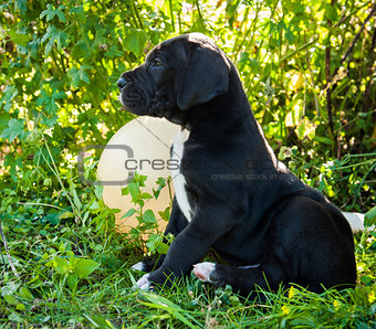 Black Great Dane dog puppy portrait