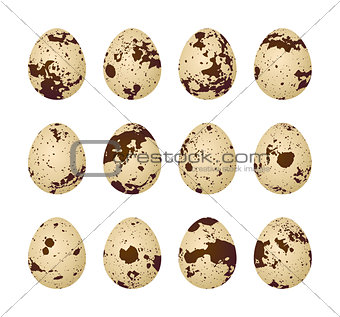 Quail eggs on a white background