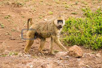 Four-legged baboon in savannah at Amboseli Park in northwestern 