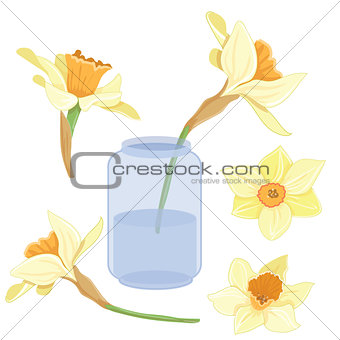 Bouquet narcissus in a vase isolated vector clipart set illustration of spring narcissus flowers