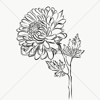 Lovely Isolated big Flower sketch grafical paint