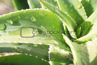Aloe Vera Plant Close Up With Water Drops