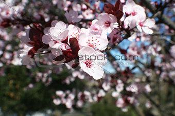 Plun Tree Flowers Close Up