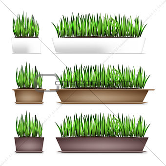 Fresh green grass in a rectangular pots. Element of home decor. The symbol of growth and ecology. Isolated on white