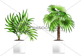 Two green palms in the white pots isolated on white. Element of home decor. The symbol of growth and ecology.