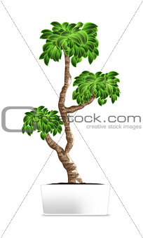 Bonsai tree isolated on white. Element of home decor. The symbol of growth and ecology.