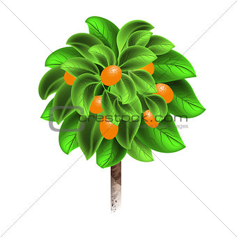Orange tree with mature fruits isolated on a white background. Element of home decor. The symbol of growth and ecology.