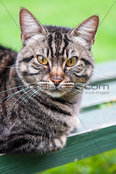 tabby cat on the bench