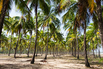 Coconut Trees Maracaipe - Pernambuco, Brazil