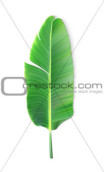 Naturalistic colorful leaf of banana palm. Vector Illustration.
