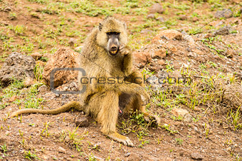 Baboon sitting on a stone cleaning his teeth in the savannah amb