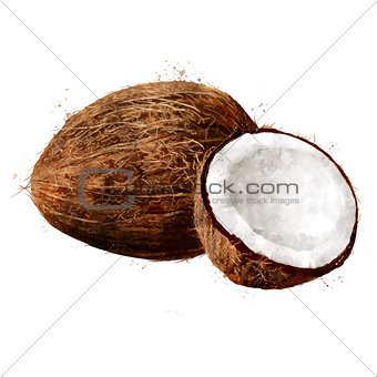 Coconut on white background. Watercolor illustration