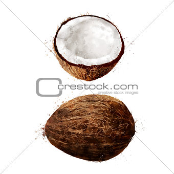 Coconut on white background. Watercolor illustration
