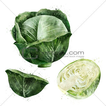Cabbage on white background. Watercolor illustration