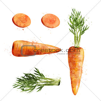 Carrot on white background. Watercolor illustration