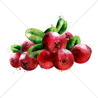 Cranberry on white background. Watercolor illustration