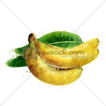 Banana on white background. Watercolor illustration