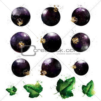Black currant on white background. Watercolor illustration