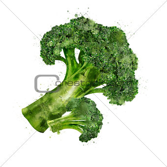 Broccoli on white background. Watercolor illustration