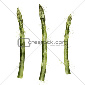 Asparagus on white background. Watercolor illustration