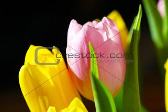 Beautiful Bouquet Pink and Yellow Tulip 