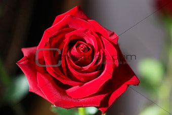 Bright Red Rose Bud