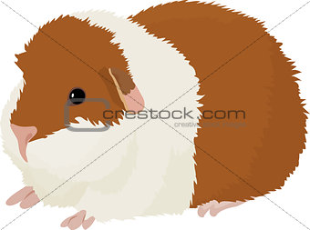 Vector illustration of cartoon guinea pig.